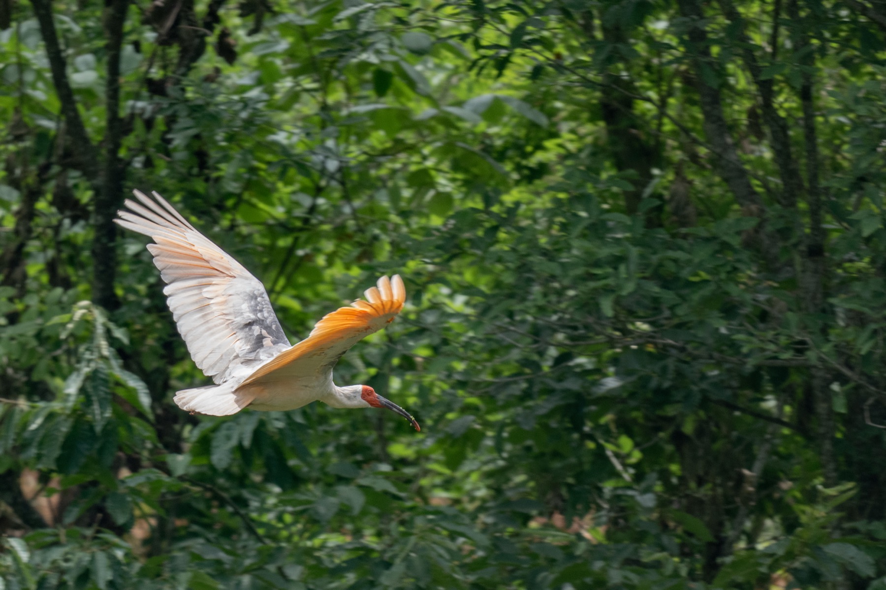 Crested ibis in Ningshan 2